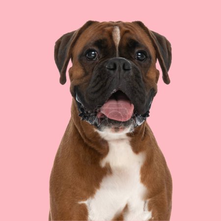 Téléchargez les photos : Portrait de chien boxeur heureux sortant de la langue et haletant devant fond rose en studio - en image libre de droit