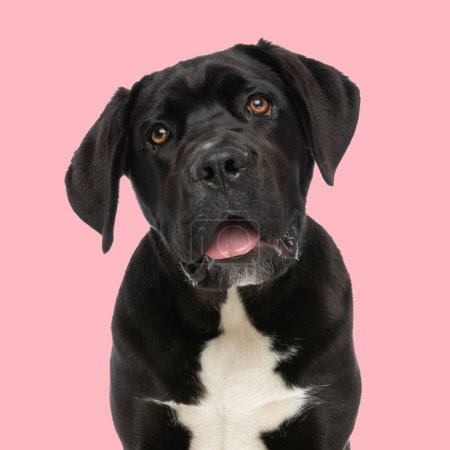 Photo for Small cute cane corso puppy looking up with tongue exposed and panting while sitting in front of pink background in studio - Royalty Free Image