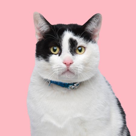 Foto de Hermoso metis gatito con azul cuello mirando hacia adelante y sentado delante de rosa fondo - Imagen libre de derechos