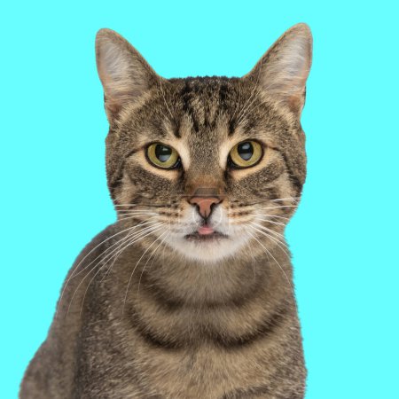Téléchargez les photos : Portrait de chat doux tabby collant la langue et regardant vers l'avant devant fond bleu - en image libre de droit