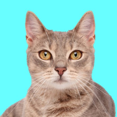 Téléchargez les photos : Portrait d'adorable chat métis tabby allongé et regardant vers l'avant devant fond bleu en studio - en image libre de droit