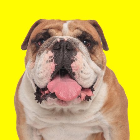 Foto de Retrato de lindo bulldog inglés sobresaliendo lengua y jadeando delante de fondo amarillo - Imagen libre de derechos