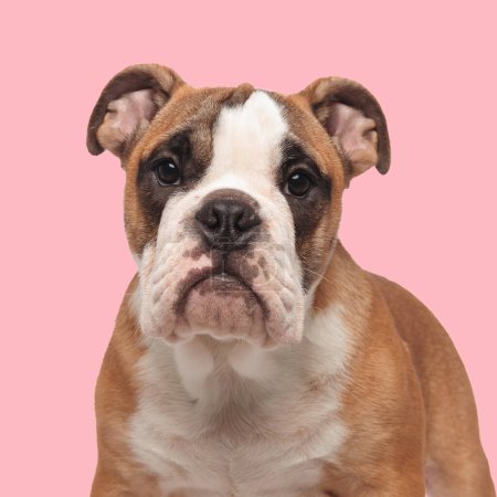 Foto de Retrato de hermoso perro bulldog inglés mirando hacia adelante y de pie delante de fondo rosa - Imagen libre de derechos