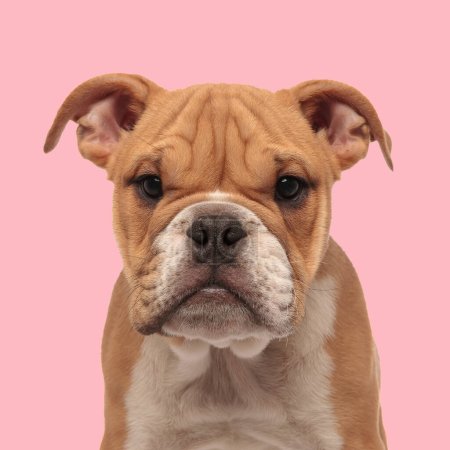 Photo for Sweet little english bulldog puppy standing and looking forward in front of pink background in studio - Royalty Free Image
