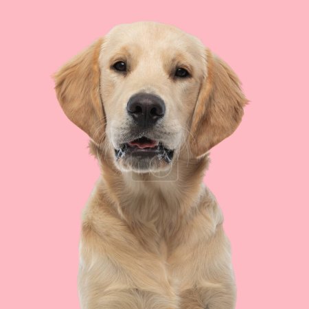 Photo for Portrait of beautiful golden retriever puppy looking forward and being happy in front of pink background in studio - Royalty Free Image