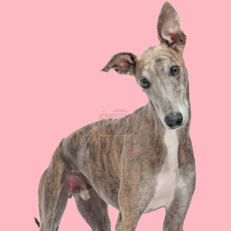 Photo for Portrait of curious greyhound puppy standing and looking forward in front of pink background in studio - Royalty Free Image