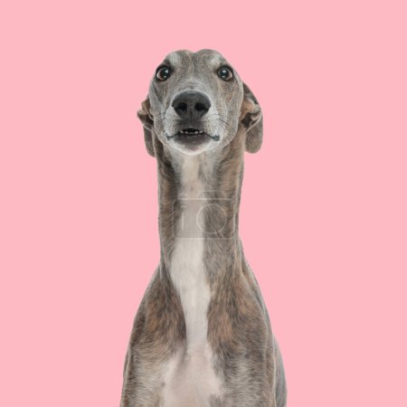Photo for Cute greyhound dog looking forward and sitting in front of pink background in studio - Royalty Free Image