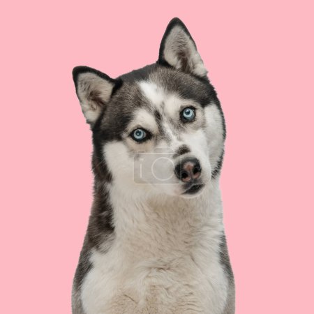 Foto de Dulce cachorro husky con ojos azules mirando hacia adelante y sentado delante de fondo rosa - Imagen libre de derechos