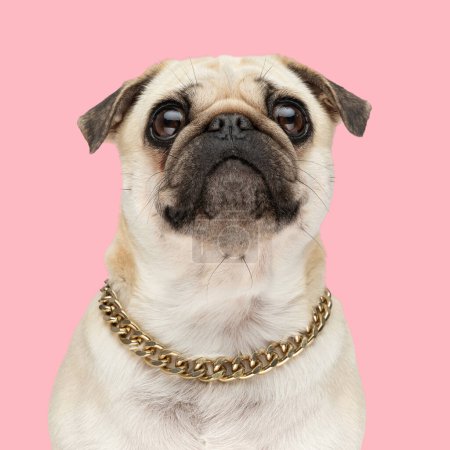 Photo for Beautiful pug dog with golden collar looking up and being curious while sitting in front of pink background in studio - Royalty Free Image