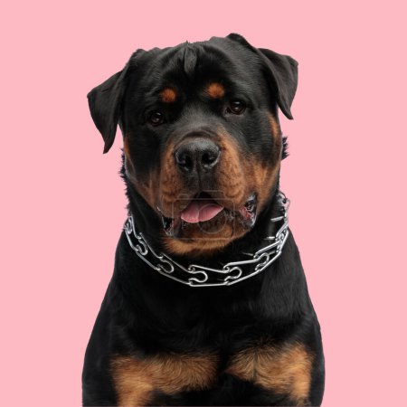Foto de Hermoso perro rottweiler con collar jadeando con lengua expuesta delante de fondo rosa - Imagen libre de derechos