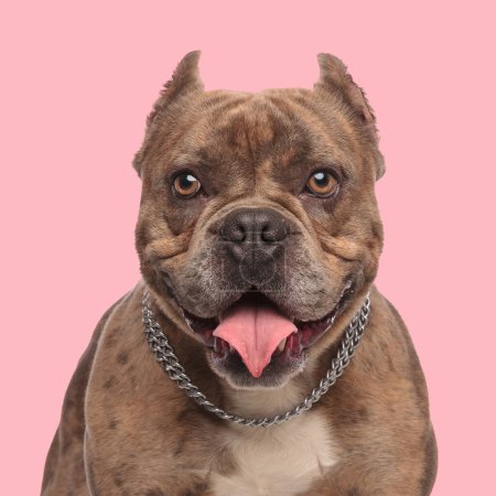 Téléchargez les photos : Mignon chien tyran américain avec collier sortant la langue et haletant devant fond rose en studio - en image libre de droit