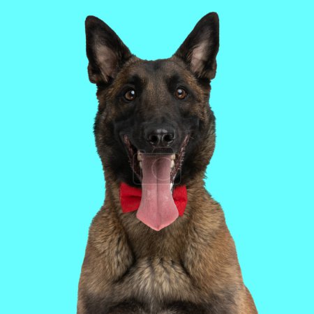 Photo for Elegant belgian shepherd malinois dog sticking out tongue and panting while sitting, looking forward and wearing red bowtie on blue background - Royalty Free Image