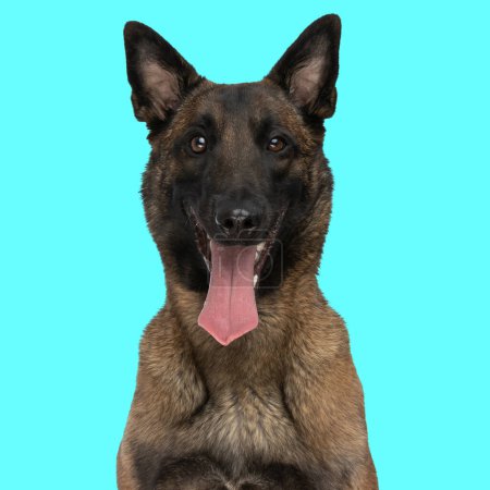 Photo for Happy belgian shepherd malinois dog sticking out tongue and panting in front of blue background in studio - Royalty Free Image