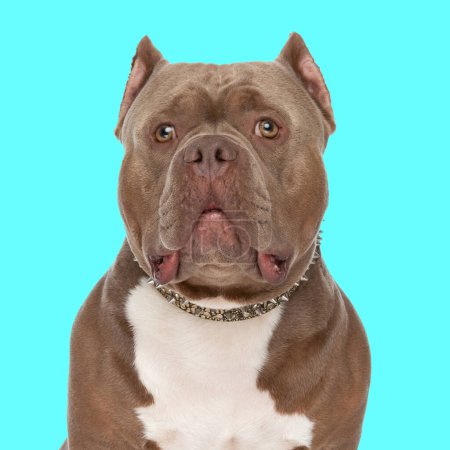 Téléchargez les photos : Beau chien tyran américain avec collier regardant vers l'avant et assis devant fond bleu en studio - en image libre de droit