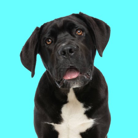 Photo for Sweet cane corso puppy looking up, sticking out tongue and panting while sitting in front of blue background in studio - Royalty Free Image