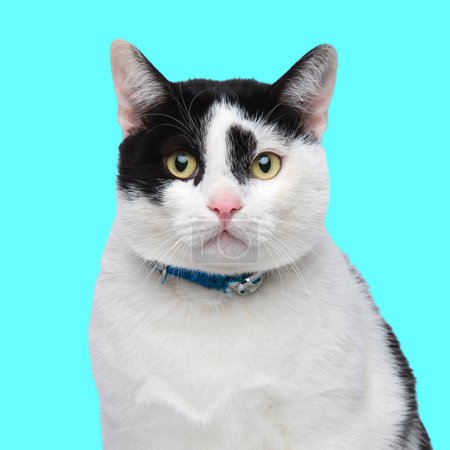 Foto de Hermoso gato con collar mirando hacia adelante y sentado delante de fondo azul en estudio - Imagen libre de derechos