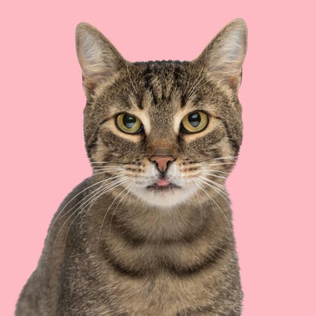 Foto de Dulce poco tabby gato sobresaliendo lengua, mirando hacia adelante y sentado en frente de rosa fondo en estudio - Imagen libre de derechos