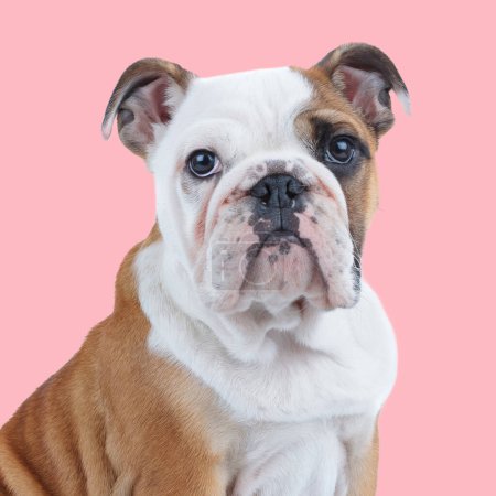 Photo for Side view of cute english bulldog puppy looking up and sitting in front of pink background in studio - Royalty Free Image