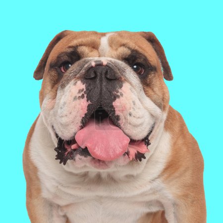 Foto de Dulce inglés bulldog cachorro sobresaliendo lengua y jadeo mientras mira hacia adelante y sentado delante de fondo azul en estudio - Imagen libre de derechos