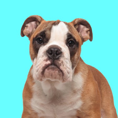 Photo for Lovely english bulldog puppy looking forward while standing in front of blue background - Royalty Free Image