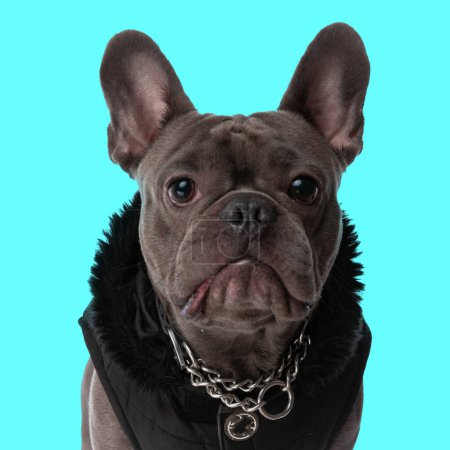 Téléchargez les photos : Adorable chien bouledogue français avec veste et collier regardant vers l'avant et assis devant fond bleu - en image libre de droit
