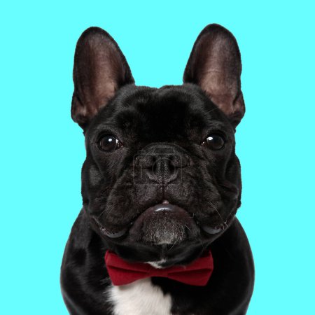 Photo for Portrait of lovely frenchie dog wearing red bowtie and looking forward while sitting in front of blue background - Royalty Free Image