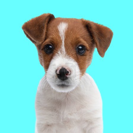 Téléchargez les photos : Portrait d'adorable petit chiot Jack Russell Terrier regardant vers l'avant et assis devant fond bleu - en image libre de droit