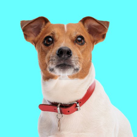 Téléchargez les photos : Beau chien Jack Russell terrier portant le collier rouge et levant les yeux, étant curieux tout en étant assis devant fond bleu en studio - en image libre de droit