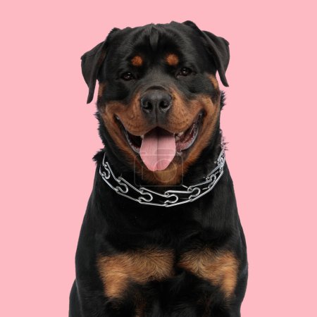Téléchargez les photos : Heureux chiot rottweiler avec collier collant la langue et haletant, regardant vers l'avant et assis en face de fond rose en studio - en image libre de droit