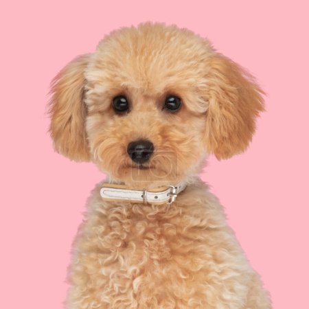 Foto de Hermoso perrito caniche con cuello mirando hacia adelante y sentado delante de fondo rosa en el estudio - Imagen libre de derechos