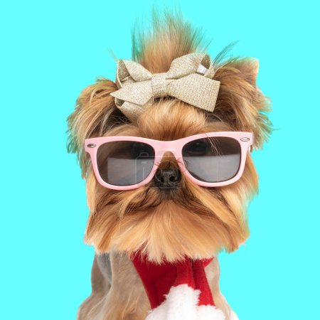 Photo for Portrait of adorable yorkie dog with bow, sunglasses and christmas scarf sitting in front of blue background in studio - Royalty Free Image