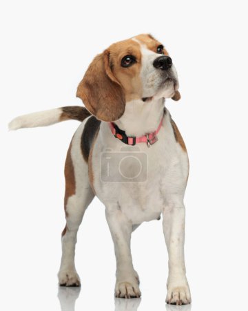Photo for Curious little beagle puppy with pink collar looking up while walking in front of white background in studio - Royalty Free Image