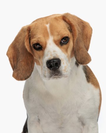Photo for Portrait of sweet little beagle puppy looking forward and sitting in front of white background in studio - Royalty Free Image