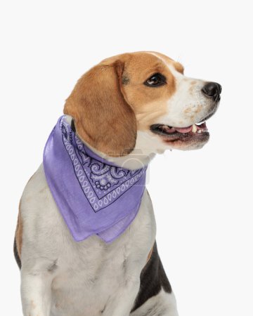 Photo for Cute beagle dog with purple bandana panting and looking to side while sitting in front of white background in studio - Royalty Free Image
