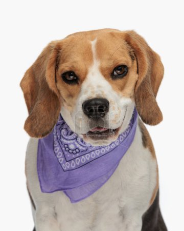 Foto de Retrato de lindo beagle con bandana púrpura, mirando hacia adelante y jadeando frente al fondo blanco mientras está sentado en el estudio - Imagen libre de derechos