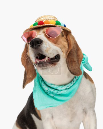 Téléchargez les photos : Heureux petit chiot beagle portant chapeau, lunettes de soleil et bandana autour du cou, assis, regardant vers le haut et haletant sur fond blanc en studio - en image libre de droit