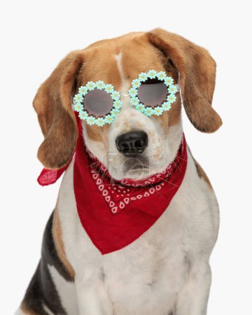 Photo for Portrait of cute little beagle dog with sunglasses and bandana looking forward and sitting in front of white background in studio - Royalty Free Image