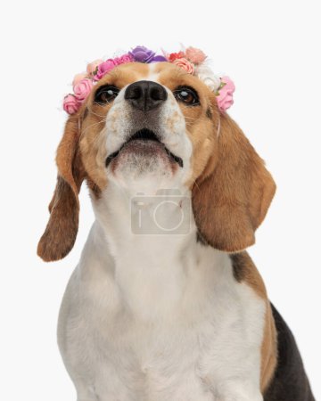 Foto de Retrato de hermoso perro beagle con diadema de flores mirando hacia arriba y sentado delante de fondo blanco en el estudio - Imagen libre de derechos