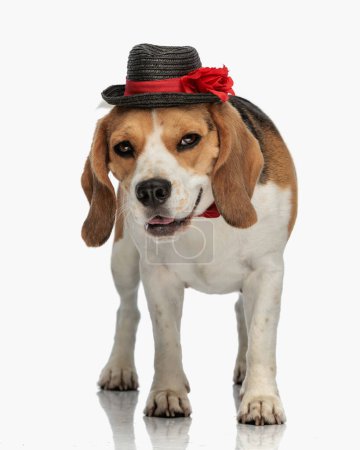 Photo for Cute little beagle dog wearing hat and bowtie, looking forward and panting while walking in front of white background in studio - Royalty Free Image