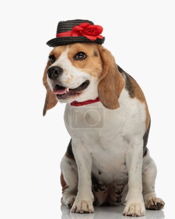Foto de Dulce perrito beagle con sombrero y corbata mirando hacia otro lado y sacando la lengua mientras está sentado frente al fondo blanco en el estudio - Imagen libre de derechos