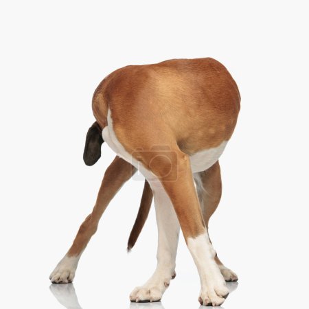 Photo for Cute brown boxer dog looking behind while standing in front of white background in studio - Royalty Free Image