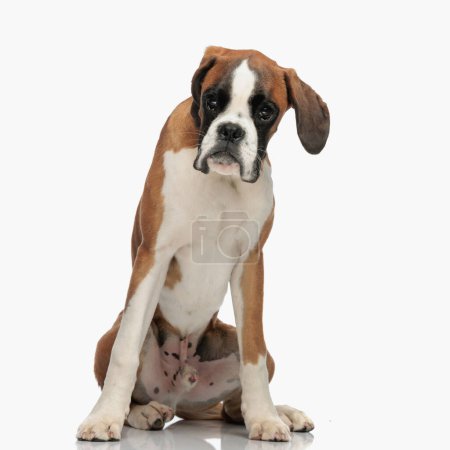 Photo for Sweet boxer dog sitting and looking away in front of white background in studio - Royalty Free Image
