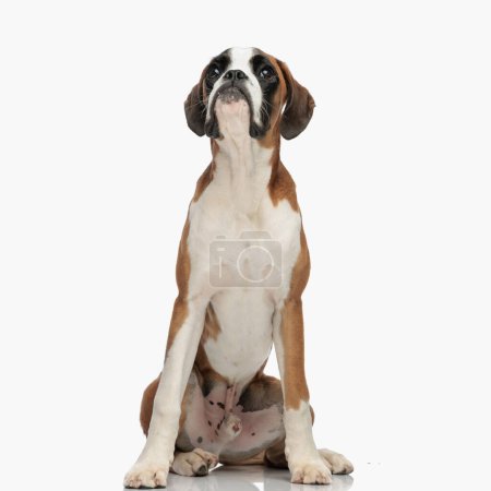 Téléchargez les photos : Curieux petit chien boxeur levant les yeux et impatient tout en étant assis en face de fond blanc en studio - en image libre de droit