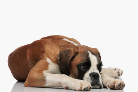 Foto de Cachorro boxeador cansado acostado y manteniendo la cabeza en el suelo mientras mira hacia otro lado sobre fondo blanco - Imagen libre de derechos