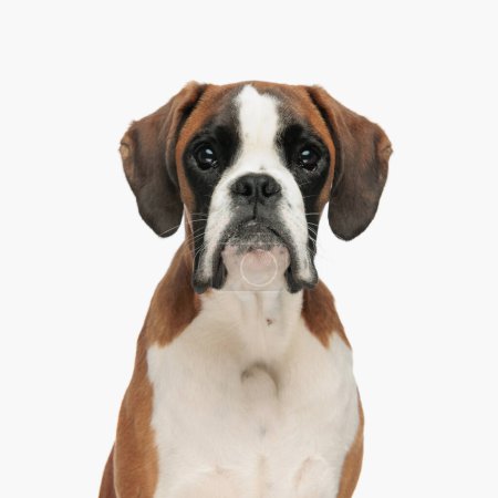 Photo for Portrait of beautiful boxer puppy looking forward and sitting in front of white background in studio - Royalty Free Image