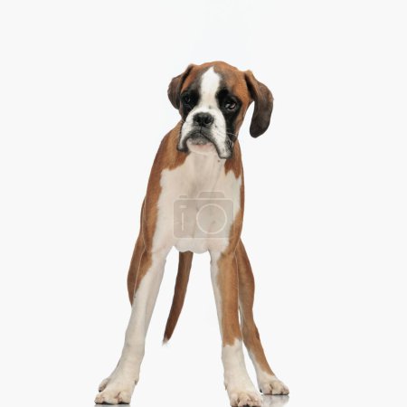 Foto de Imagen de lindo perro boxeador mirando hacia otro lado mientras está de pie sobre fondo blanco en el estudio - Imagen libre de derechos