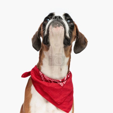 Foto de Curioso pequeño perro boxeador con bandana roja alrededor del cuello mirando hacia arriba en frente de fondo blanco en el estudio - Imagen libre de derechos
