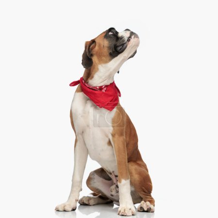 Photo for Curious boxer dog wearing red bandana around neck sitting and looking up and side in front of white background in studio - Royalty Free Image