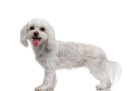 Photo for Side view of happy little bichon puppy panting with tongue exposed while standing in front of white background in studio - Royalty Free Image