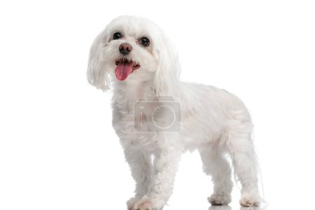 Photo for Beautiful little bichon puppy sticking out tongue and panting while standing in front of white background in studio - Royalty Free Image